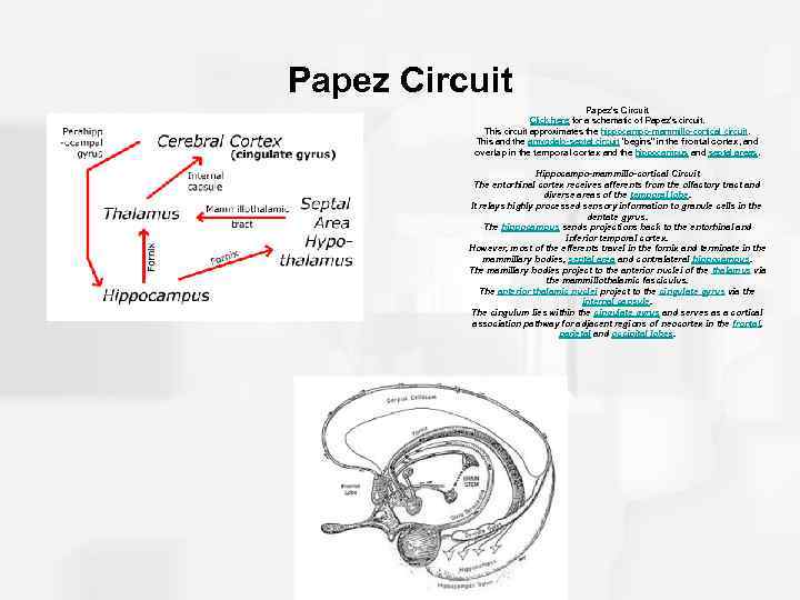 Papez Circuit Papez's Circuit Click here for a schematic of Papez's circuit. This circuit