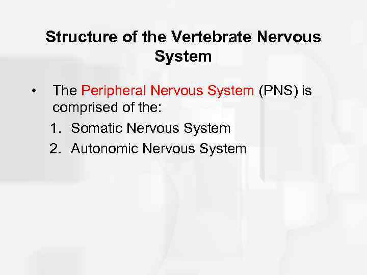 Structure of the Vertebrate Nervous System • The Peripheral Nervous System (PNS) is comprised