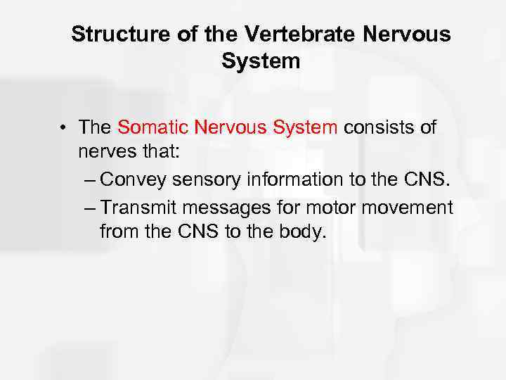 Structure of the Vertebrate Nervous System • The Somatic Nervous System consists of nerves