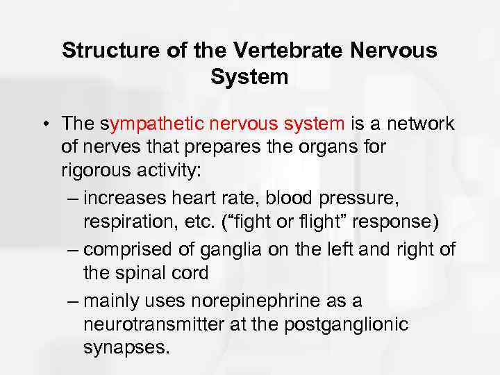 Structure of the Vertebrate Nervous System • The sympathetic nervous system is a network