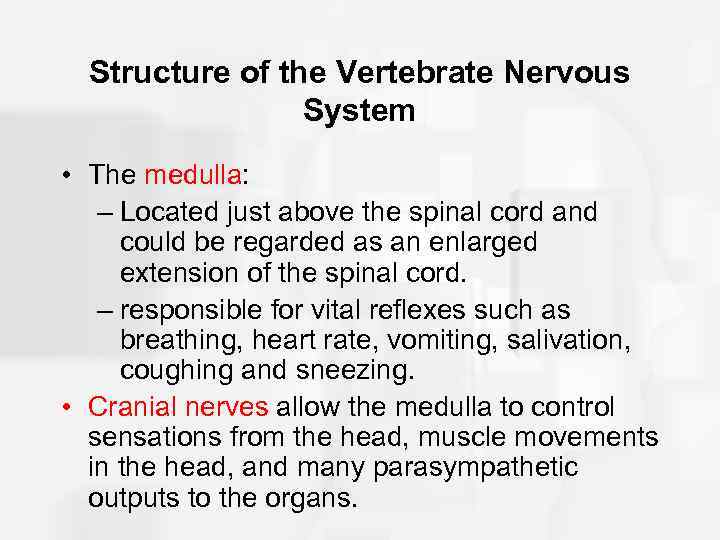 Structure of the Vertebrate Nervous System • The medulla: – Located just above the