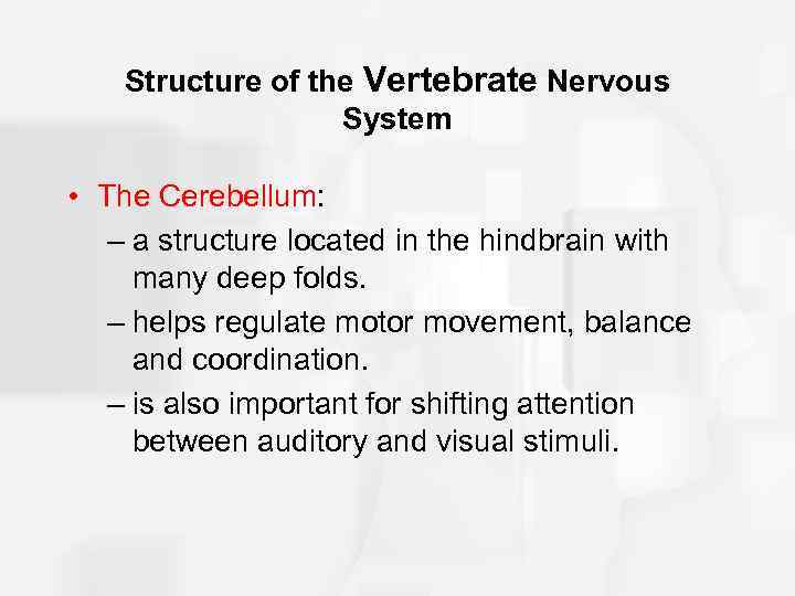 Structure of the Vertebrate Nervous System • The Cerebellum: – a structure located in