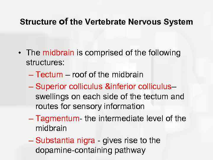 Structure of the Vertebrate Nervous System • The midbrain is comprised of the following