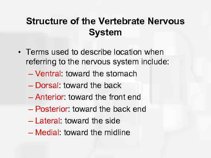 Structure of the Vertebrate Nervous System • Terms used to describe location when referring