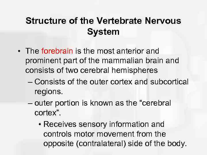 Structure of the Vertebrate Nervous System • The forebrain is the most anterior and