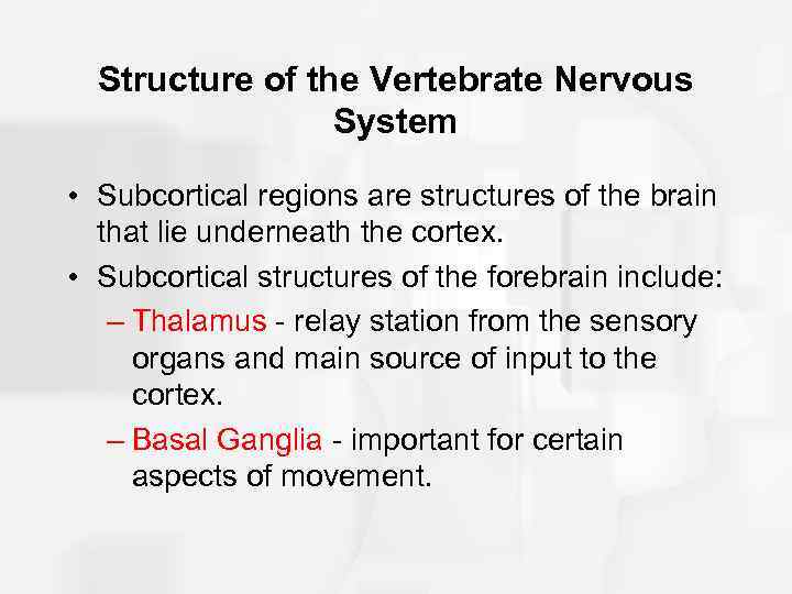 Structure of the Vertebrate Nervous System • Subcortical regions are structures of the brain