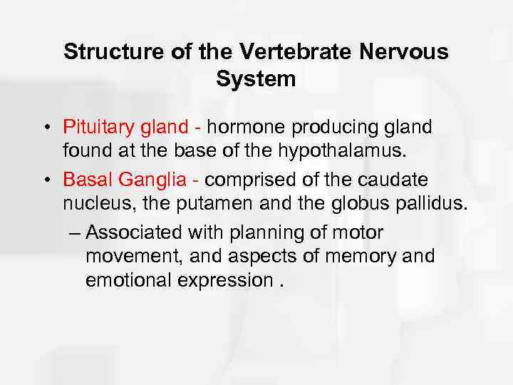 Structure of the Vertebrate Nervous System • Pituitary gland - hormone producing gland found
