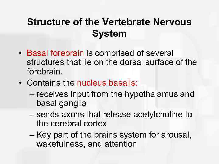 Structure of the Vertebrate Nervous System • Basal forebrain is comprised of several structures