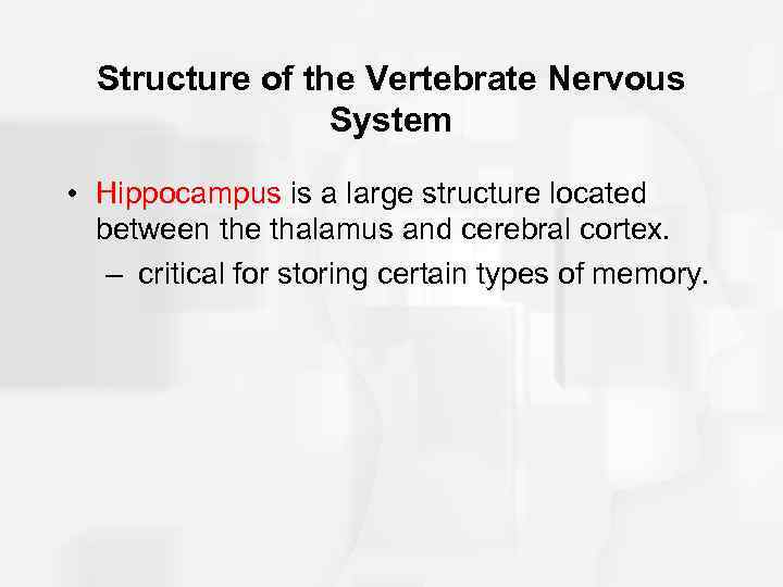 Structure of the Vertebrate Nervous System • Hippocampus is a large structure located between