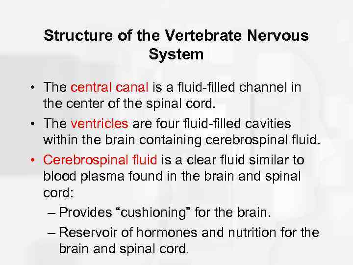 Structure of the Vertebrate Nervous System • The central canal is a fluid-filled channel