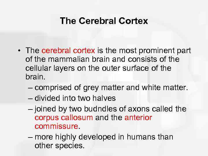 The Cerebral Cortex • The cerebral cortex is the most prominent part of the