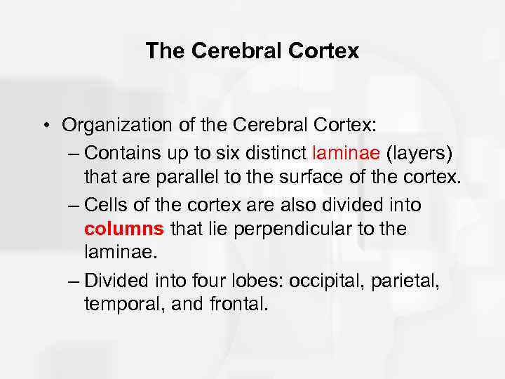The Cerebral Cortex • Organization of the Cerebral Cortex: – Contains up to six