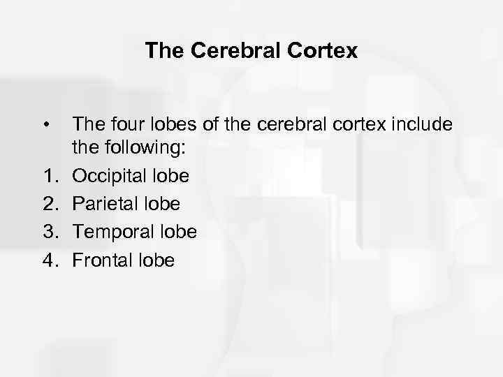 The Cerebral Cortex • 1. 2. 3. 4. The four lobes of the cerebral
