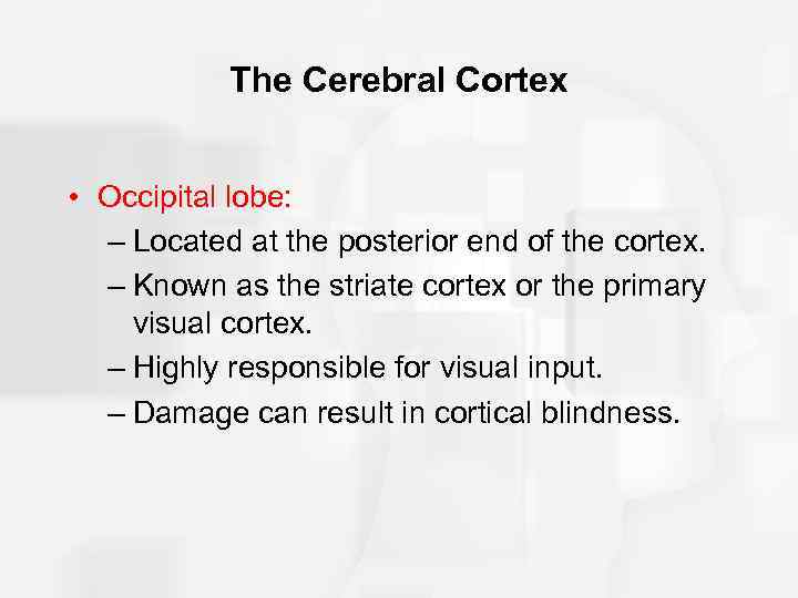 The Cerebral Cortex • Occipital lobe: – Located at the posterior end of the