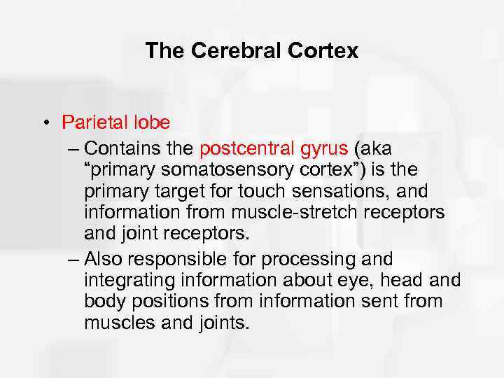 The Cerebral Cortex • Parietal lobe – Contains the postcentral gyrus (aka “primary somatosensory