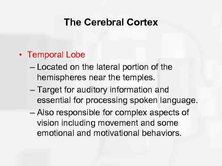 The Cerebral Cortex • Temporal Lobe – Located on the lateral portion of the