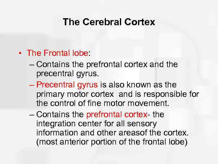 The Cerebral Cortex • The Frontal lobe: – Contains the prefrontal cortex and the