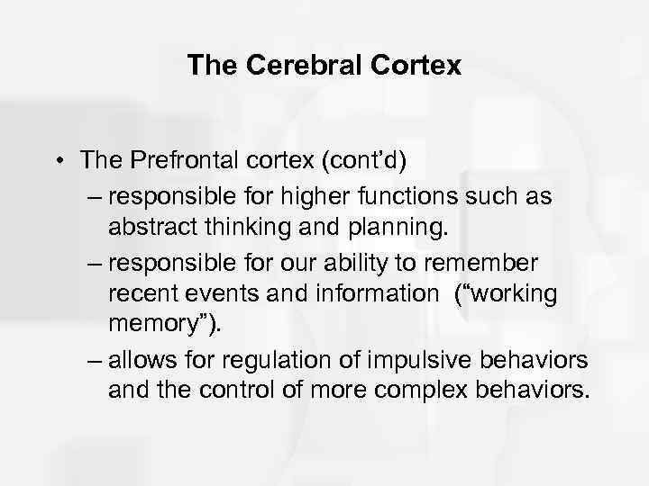 The Cerebral Cortex • The Prefrontal cortex (cont’d) – responsible for higher functions such