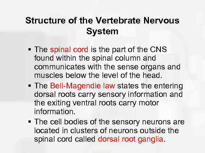 Structure of the Vertebrate Nervous System § The spinal cord is the part of