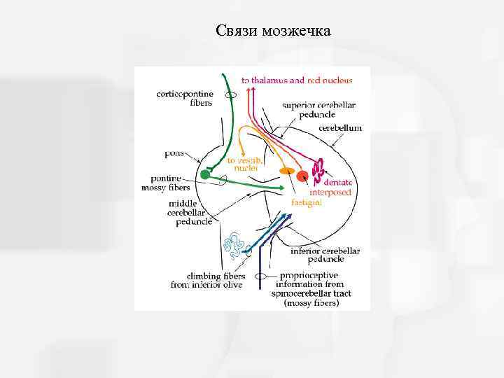 Связи мозжечка 
