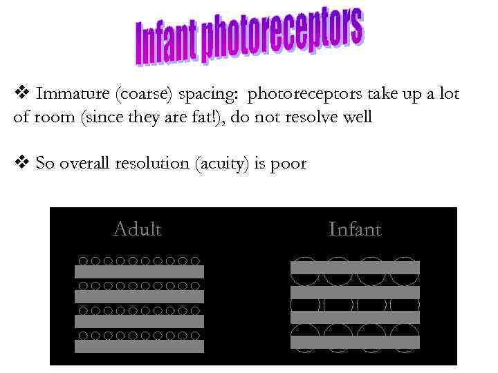 v Immature (coarse) spacing: photoreceptors take up a lot of room (since they are