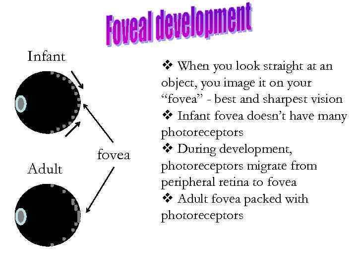 Infant Adult fovea v When you look straight at an object, you image it