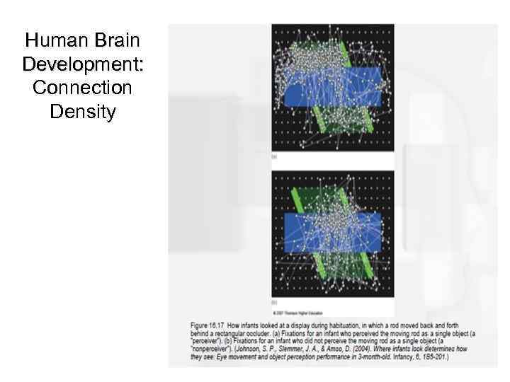 Human Brain Development: Connection Density 