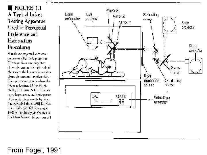 From Fogel, 1991 