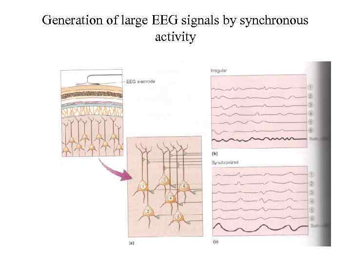 Generation of large EEG signals by synchronous activity 