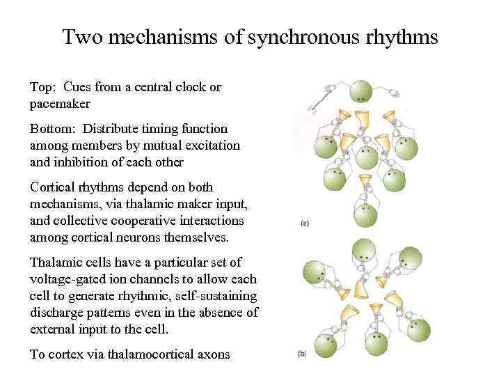 Two mechanisms of synchronous rhythms Top: Cues from a central clock or pacemaker Bottom: