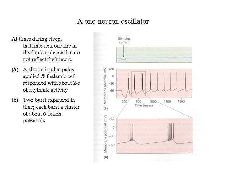 A one-neuron oscillator At times during sleep, thalamic neurons fire in rhythmic cadence that