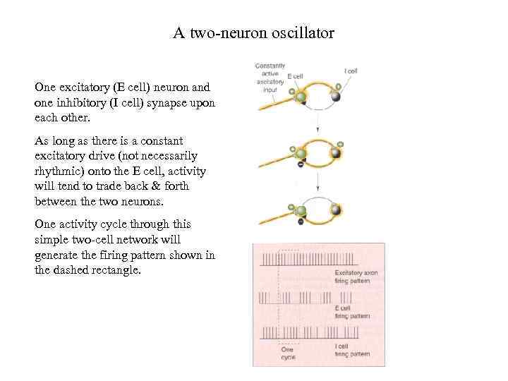 A two-neuron oscillator One excitatory (E cell) neuron and one inhibitory (I cell) synapse