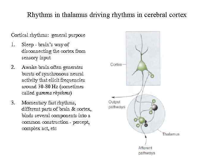 Rhythms in thalamus driving rhythms in cerebral cortex Cortical rhythms: general purpose 1. Sleep