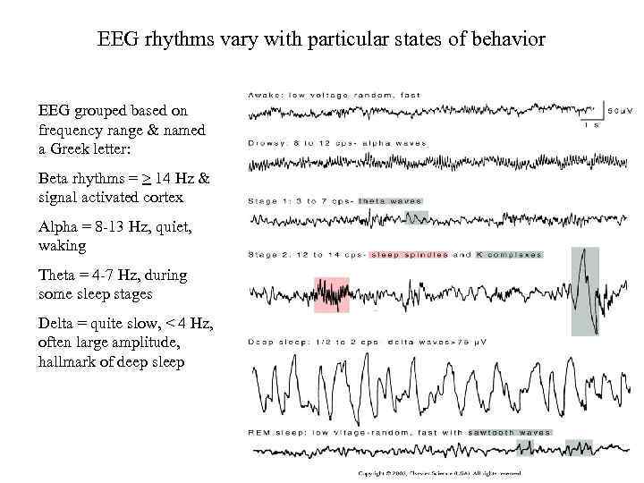 EEG rhythms vary with particular states of behavior EEG grouped based on frequency range