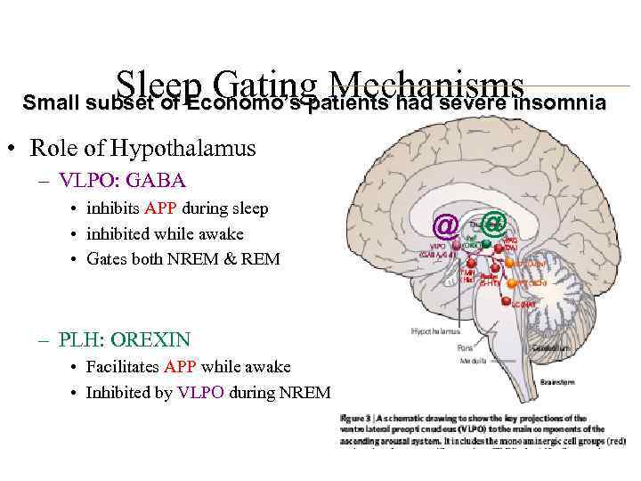 Sleep Gating Mechanisms Small subset of Economo’s patients had severe insomnia • Role of