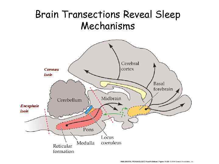 Brain Transections Reveal Sleep Mechanisms Cerveau isole Encephale isole 