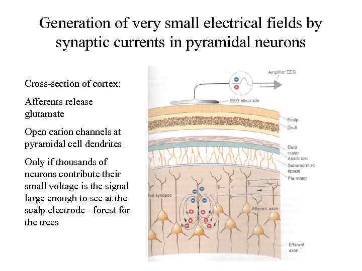 Generation of very small electrical fields by synaptic currents in pyramidal neurons Cross-section of