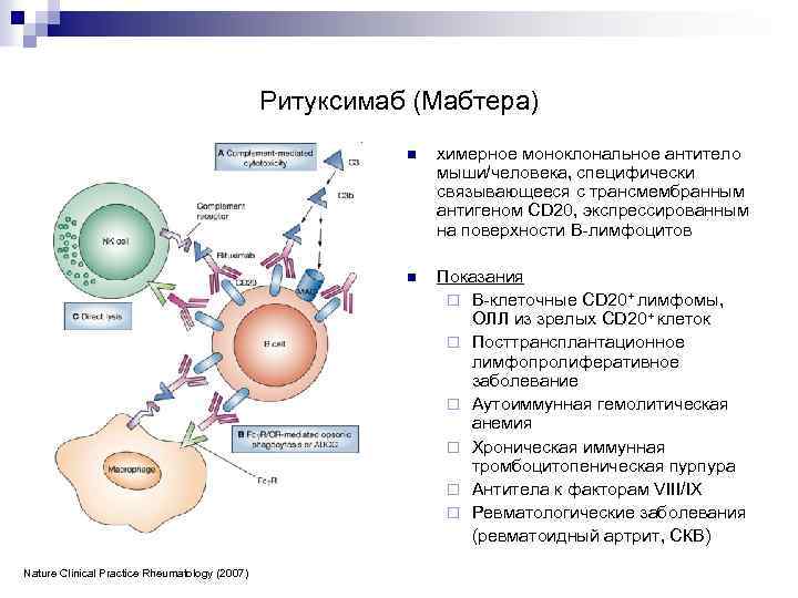 Ритуксимаб (Мабтера) n n Nature Clinical Practice Rheumatology (2007) химерное моноклональное антитело мыши/человека, специфически