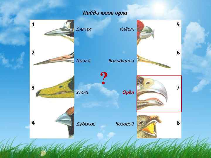 Найди клюв орла 1 Дятел Клёст 2 6 Цапля 3 4 5 Вальдшнеп ?