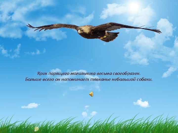 Крик парящего могильника весьма своеобразен. Больше всего он напоминает тявканье небольшой собаки. 