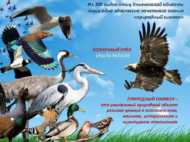 Из 300 видов птиц Ульяновской области лишь одна удостоена почетного звания «природный символ» СОЛНЕЧНЫЙ