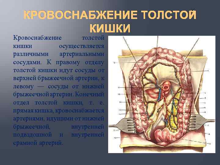 КРОВОСНАБЖЕНИЕ ТОЛСТОЙ КИШКИ Кровоснабжение толстой кишки осуществляется различными артериальными сосудами. К правому отделу толстой