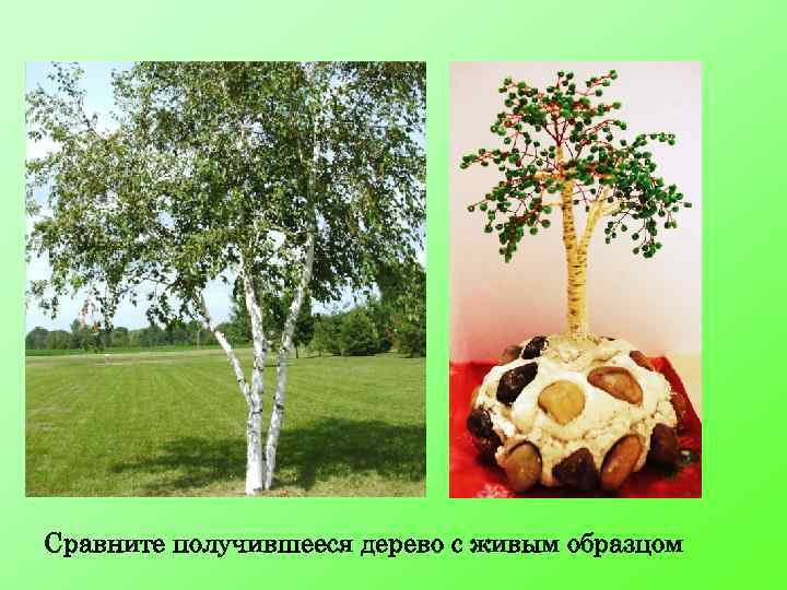 Сравните получившееся дерево с живым образцом 