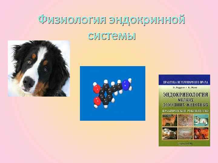 Физиология эндокринной системы 