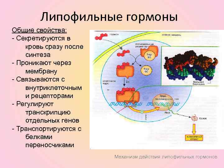 Липофильные гормоны Общие свойства: - Секретируются в кровь сразу после синтеза - Проникают через