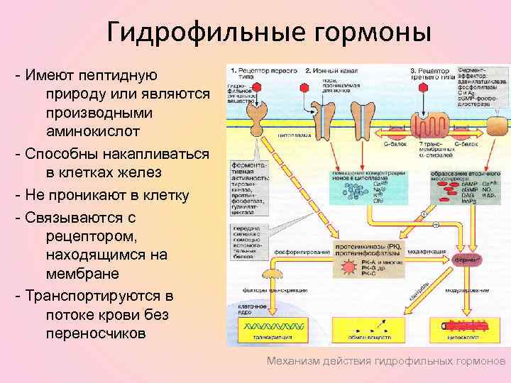 Химическая природа гормонов схема