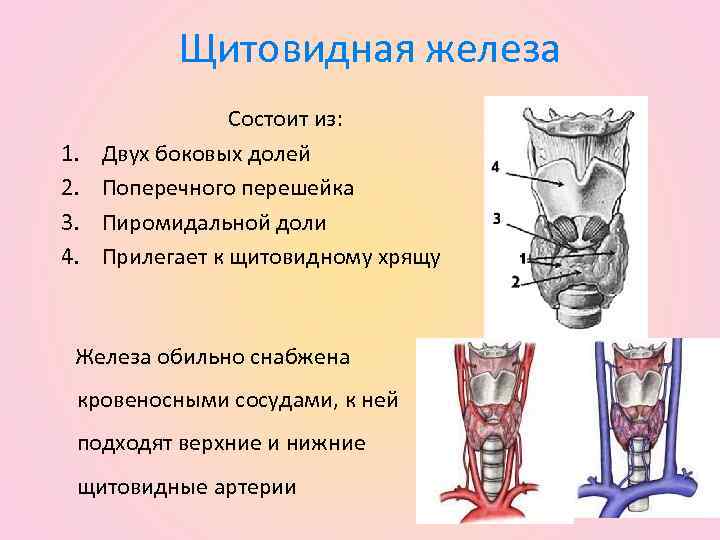 Щитовидная железа 1. 2. 3. 4. Состоит из: Двух боковых долей Поперечного перешейка Пиромидальной