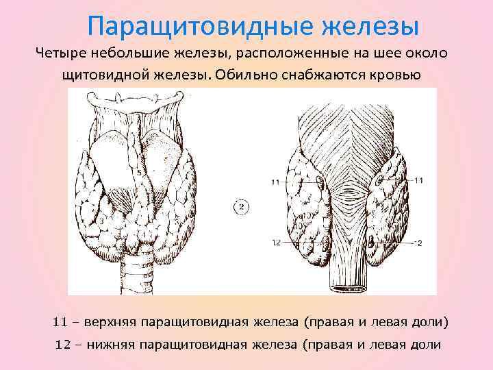 Околощитовидные железы. Физиология щитовидной и околощитовидной желез. Околощитовидные железы физиология. Паращитовидные железы у животных строение. Щитовидная и околощитовидные железы у животных.