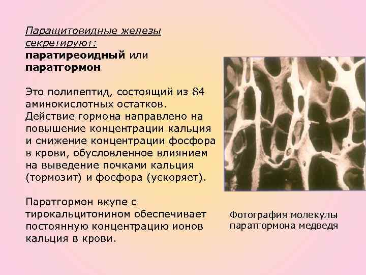 Паращитовидные железы секретируют: паратиреоидный или паратгормон Это полипептид, состоящий из 84 аминокислотных остатков. Действие