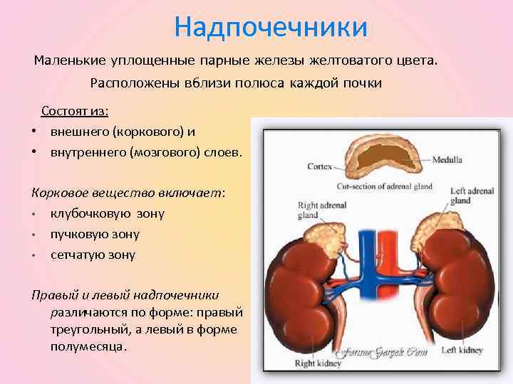 Надпочечники Маленькие уплощенные парные железы желтоватого цвета. Расположены вблизи полюса каждой почки Состоят из: